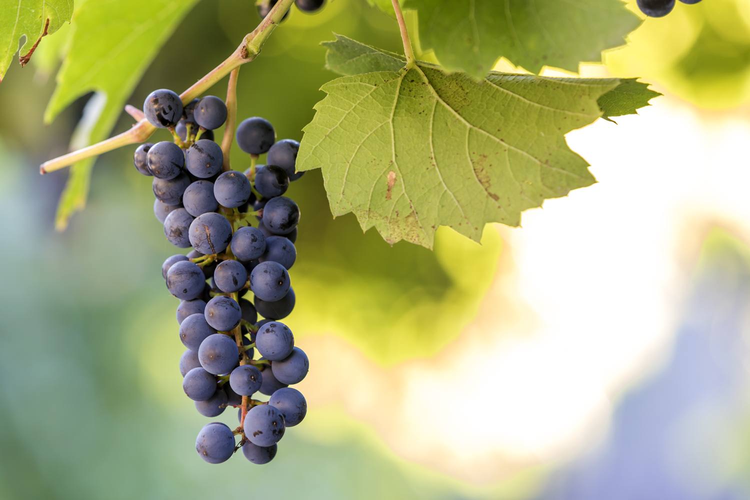 Grappolo d’uva nera tra le foglie della vite